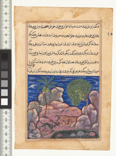 Tale XV, The Cat Attacks the Mice Which Disturb the Lion, Illustration from the Tuti-Nama by Persian School