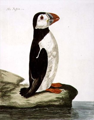 The Puffin (Fratercula arctica) plate from 