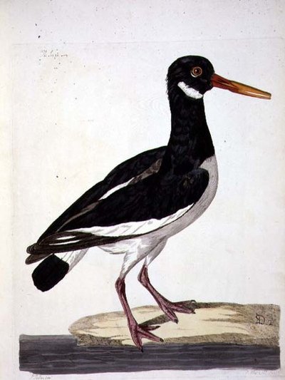 The Sea Pie or Oystercatcher (Haematopus ostralegus) plate from 
