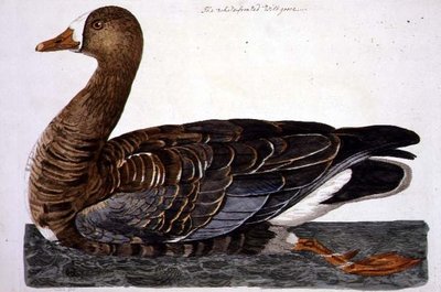 The White-Fronted Goose (Anser albifrons) plate from 