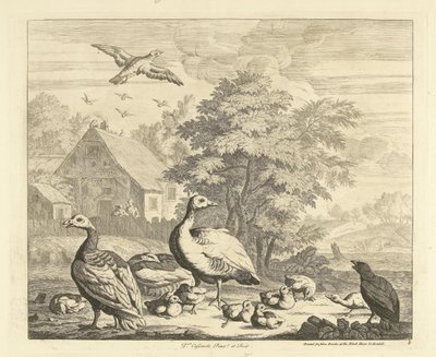 Geese with Goslings by a Stream (Various Birds) by Peter Casteels (III)