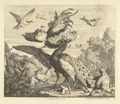 Rooster Attacks a Peacock by Peter Casteels (III)