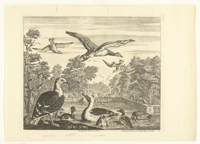 Gulls and Ducks in a Bird Pond (Various Birds) by Peter Casteels (III)