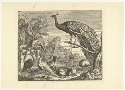 Peacock, Rabbits, and Other Birds by a Garden Fountain (Verschillende vogels) by Peter Casteels (III)