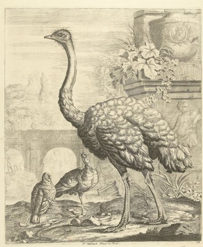 Ostrich and Turkeys in a Garden with Antique Ruins (Various Birds) by Peter Casteels (III)