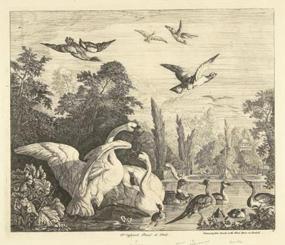 Swans and Ducks in a Bird Pond by Peter Casteels (III)