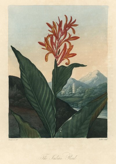 Red or Conflore or Toloman Forte water, from The Temple of Flora, by Dr. Robert Thornton by Peter Charles (after) Henderson