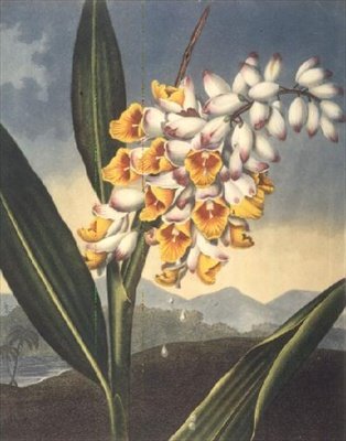 The Nodding Renealmia (engraved by Caldwall, from 