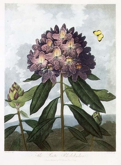 The Pontic Rhododendron by Peter Charles (after) Henderson