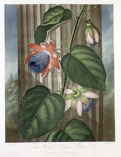 The Winged Passion Flower, from 