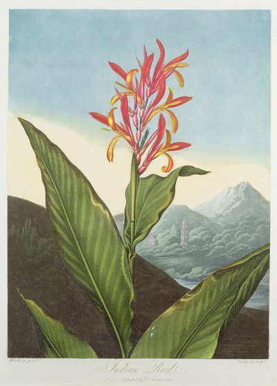 Indian Reed, engraved by Caldwall, from 