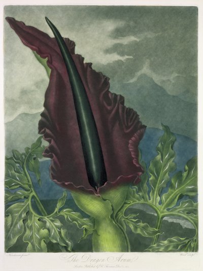 The Dragon Arum, engraved by Ward, from 