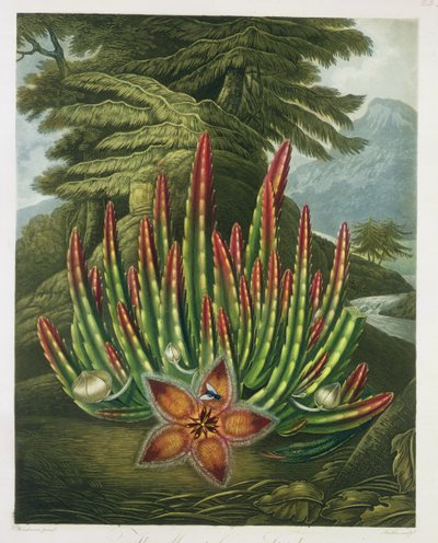 The Maggot-Bearing Stapelia, engraved by Stadler, from 