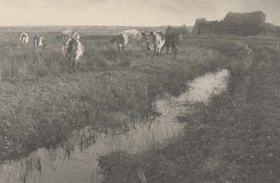 Cattle on the Marshes by Peter Henry Emerson and T.F. Goodall