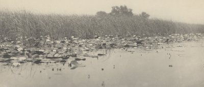 Water-Lilies by Peter Henry Emerson and T.F. Goodall