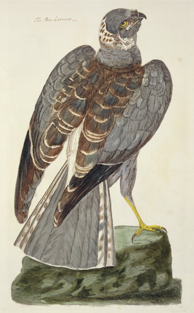 The Hen Harrier (Circus cyaneus) plate from 