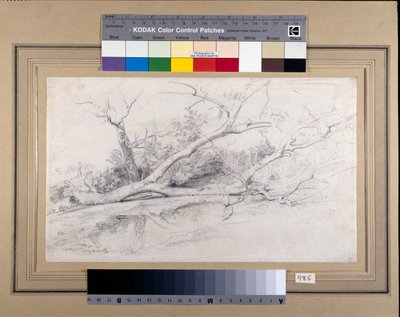 A fallen tree lying by a pool, c.1630 by Peter Paul Rubens