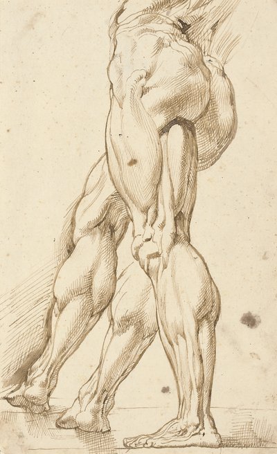 An Écorché Study of the Legs of a Male Nude, with a Subsidiary Study of the Right Leg by Peter Paul Rubens