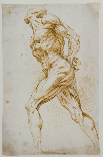 Anatomical Study: A Nude Striding to the Right, His Hands Behind His Back by Peter Paul Rubens