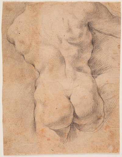 Male Torso Seen from the Back by Peter Paul Rubens