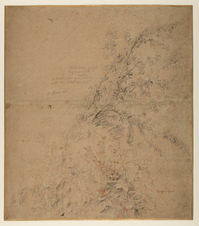 Study of blackthorn with bramble and other plants by Peter Paul Rubens