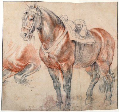 A Saddled Horse by Peter Paul Rubens