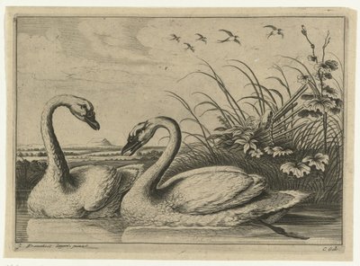 Two Swans, Diversarum Avium Species (series title), Various Birds (series title) by Peter van Liesebetten