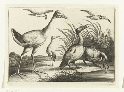 Waterfowl (Various Birds series) by Peter van Liesebetten