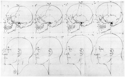 Transition from the monkey to Apollo, illustration from 