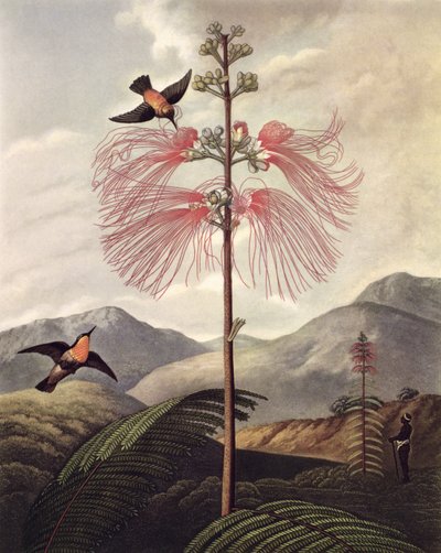 Large Flowering Sensitive Plant, engraved by Thomas Medland by Philip (after) Reinagle