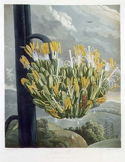 The Aloe, engraved by Medland, from 