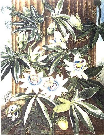 The Blue Passion Flower, engraved by Caldwell, from 