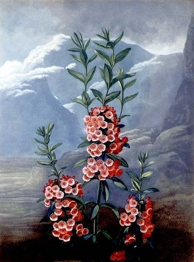 The Narrow-leaved Kalmia or Mountain Laurel, engraved by Caldwell, from 