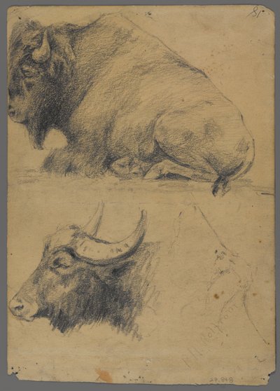 Bison and Head of Water Buffalo by Philip H. Wolfrom