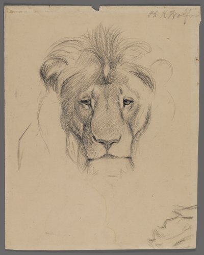 Head of a lion by Philip H. Wolfrom
