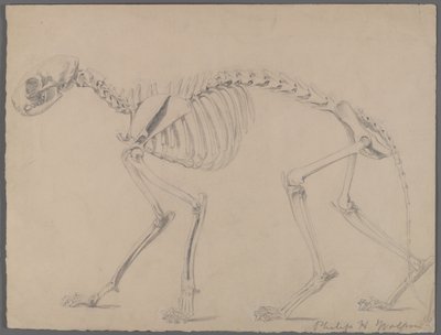 Skeleton of a Cat by Philip H. Wolfrom