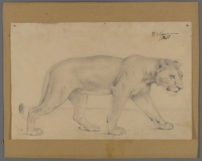 Striding Lioness by Philip H. Wolfrom
