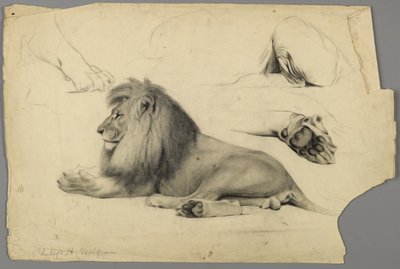 Studies of a lion by Philip H. Wolfrom