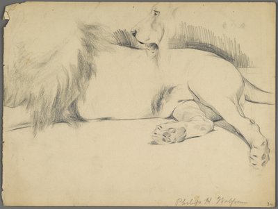 Studies of a Lion by Philip H. Wolfrom
