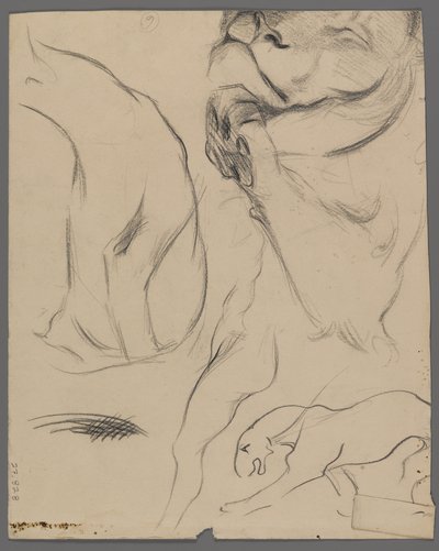 Studies of a Lion by Philip H. Wolfrom