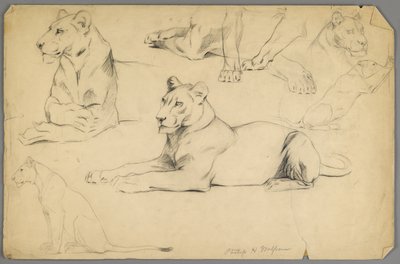Studies of a Lioness by Philip H. Wolfrom