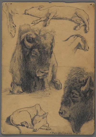 Studies of Bison, Calf & Goat by Philip H. Wolfrom