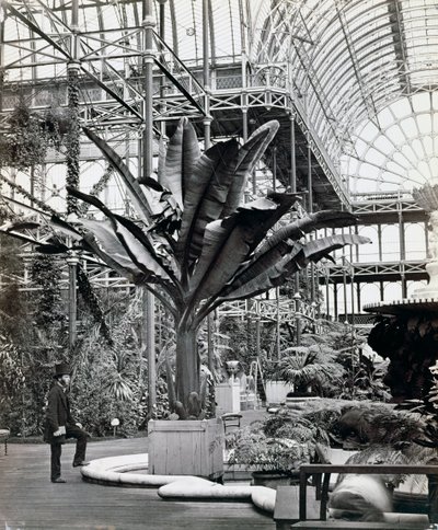 Tropical Plants in the Egyptian Room, Crystal Palace, Sydenham, London, 1854 by Philip Henry Delamotte