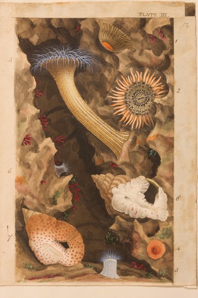 Plate III, Study for 