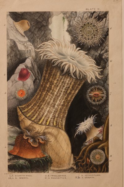 Plate II, study for 