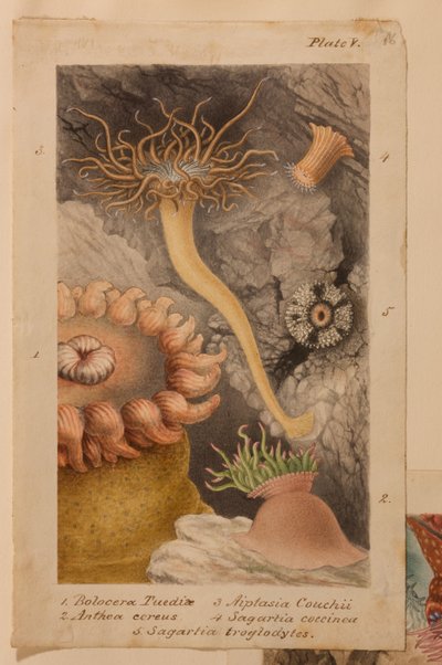 Plate V, Study for 