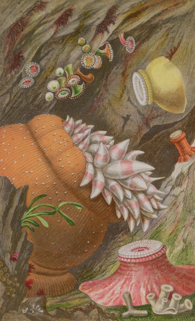 The Crimson Imperial, the Yellow Imperial and the Globehorn, plate IX from Actinologia Britannica: A History of the British Sea Anemones and Corals by Philip Henry Gosse