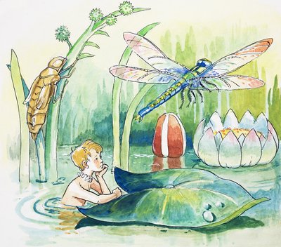 Dragonfly, Illustration from 