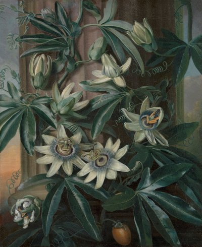 The Blue Passion Flower, for Robert John Thornton’s Temple of Flora by Philip Reinagle