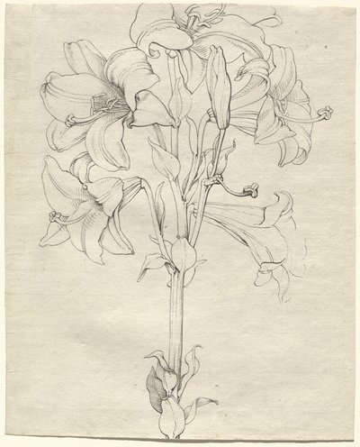 A Stalk of Lilies with Six Blooms by Philipp Otto Runge